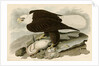 White Headed Eagle by John James Audubon