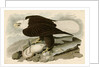 White Headed Eagle by John James Audubon