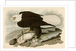 White Headed Eagle by John James Audubon
