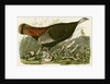 Wild Turkey by John James Audubon