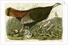 Wild Turkey by John James Audubon