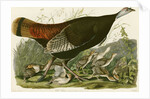 Wild Turkey by John James Audubon