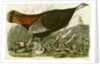 Wild Turkey by John James Audubon