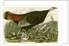 Wild Turkey by John James Audubon