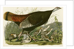 Wild Turkey by John James Audubon