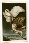 Barn Owl by John James Audubon