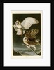 Barn Owl by John James Audubon