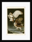 Barn Owl by John James Audubon