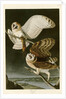 Barn Owl by John James Audubon