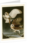 Barn Owl by John James Audubon