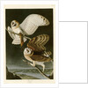 Barn Owl by John James Audubon