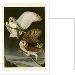 Barn Owl by John James Audubon