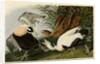 Eider Duck by John James Audubon
