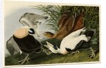 Eider Duck by John James Audubon