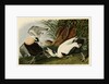 Eider Duck by John James Audubon