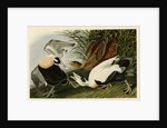 Eider Duck by John James Audubon