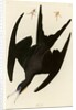 Frigate Pelican by John James Audubon