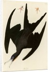 Frigate Pelican by John James Audubon