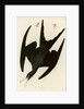 Frigate Pelican by John James Audubon