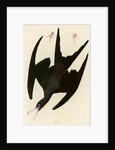 Frigate Pelican by John James Audubon