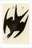 Frigate Pelican by John James Audubon