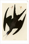 Frigate Pelican by John James Audubon