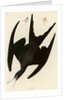 Frigate Pelican by John James Audubon