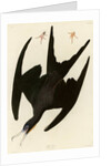Frigate Pelican by John James Audubon