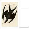 Frigate Pelican by John James Audubon