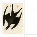 Frigate Pelican by John James Audubon