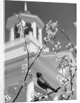 Robin perched on blossoming branch with church steeple in background by Anonymous