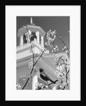 Robin perched on blossoming branch with church steeple in background by Anonymous