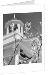 Robin perched on blossoming branch with church steeple in background by Anonymous