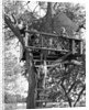 Kids playing in tree house by Anonymous