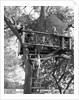 Kids playing in tree house by Anonymous