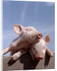 Two piglets leaning against each other on fence rail by Anonymous
