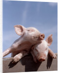 Two piglets leaning against each other on fence rail by Anonymous