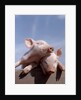 Two piglets leaning against each other on fence rail by Anonymous