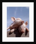 Two piglets leaning against each other on fence rail by Anonymous