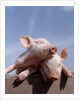 Two piglets leaning against each other on fence rail by Anonymous