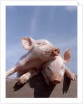Two piglets leaning against each other on fence rail by Anonymous