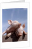 Two piglets leaning against each other on fence rail by Anonymous