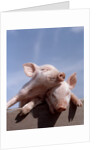 Two piglets leaning against each other on fence rail by Anonymous