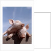 Two piglets leaning against each other on fence rail by Anonymous