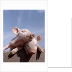 Two piglets leaning against each other on fence rail by Anonymous