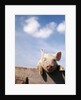 Young piglet looking over fence by Anonymous