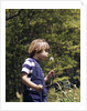 Boy wearing bib overalls blowing on dandelion head by Anonymous