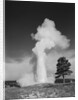 Old faithful geyser erupting yellowstone national park by Anonymous