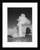 Old faithful geyser erupting yellowstone national park by Anonymous