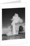 Old faithful geyser erupting yellowstone national park by Anonymous